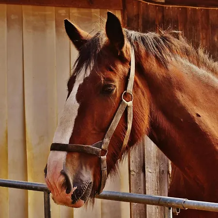 Mariposa * אל מדאנו