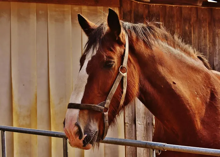 Mariposa * El Médano